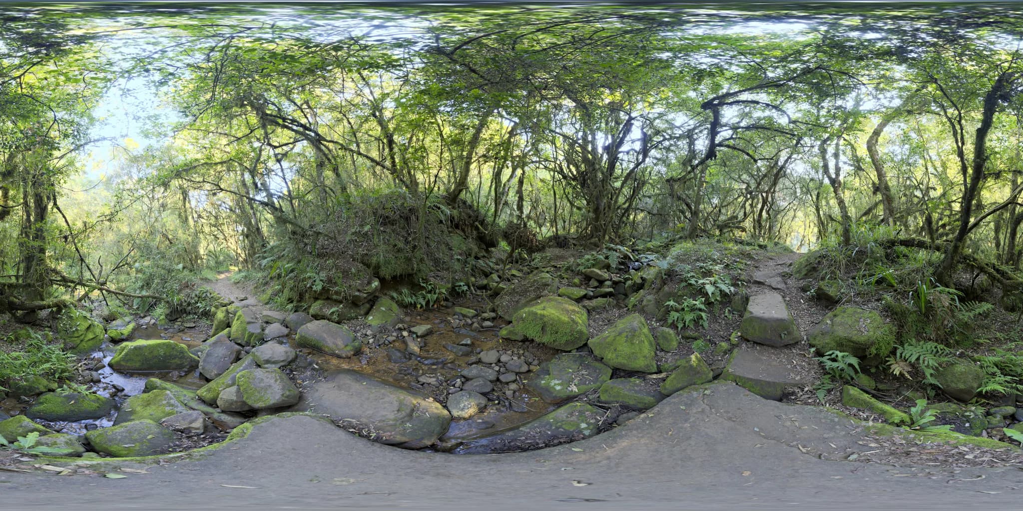 Forest